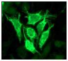 Immunofluorescent staining of HeLa cells using ab51248 (1:100).