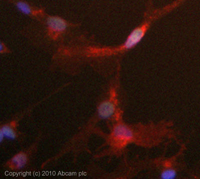 ICC/IF image of ab91587 stained HepG2 cells. The cells were 4% PFA fixed (10 min) and then incubated in 1%BSA / 10% normal goat serum / 0.3M glycine in 0.1% PBS-Tween for 1h to permeabilise the cells and block non-specific protein-protein interactions. The cells were then incubated with the antibody (ab91587, 5µg/ml) overnight at +4°C. The secondary antibody (green) was Alexa Fluor® 488 goat anti-rabbit IgG (H+L) used at a 1/1000 dilution for 1h. Alexa Fluor® 594 WGA was used to label plasma membranes (red) at a 1/200 dilution for 1h. DAPI was used to stain the cell nuclei (blue) at a concentration of 1.43µM. This antibody also gave a positive result in 4% PFA fixed (10 min) Hek293 cells at 5µg/ml.