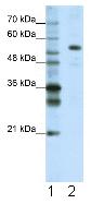 Lane 1 : Lane 2 :  Anti-pre-mRNA cleavage factor I (59 kDa subunit) antibody (ab50965) at 1.25 µg/mlLane 1 : MarkerLane 2 : HepG2 cell lysate at 10 µgSecondaryLane 2 : HRP conjugated anti-Rabbit IgG at 1/50,000