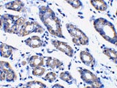 ab36833 at 1µg/ml staining Noxa in human stomach tissue by IHC
