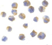 ab36908 at 10µg/ml staining Precerebellin in 3T3 cells by ICC/IF