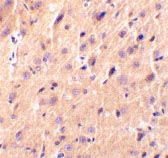 ab36909 at 2µg/ml staining Percerebellin in rat brain tissue by IHC