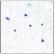 ab53717, at a 1/50 dilution, plus immunising peptide, staining Human Presenilin 1 by Immunohistochemistry, in mouse brain paraffin embedded tissue.