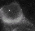 IF showing PS1 using ab15458.