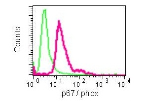 Flow cytometry analysis of permeabilized THP-1 cells using ab109523 (red) and a rabbit IgG (negative contol) (green). The dilution is 1:150. The secondary antibody is a goat anti-rabbit IgG FITC.