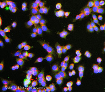 ab3765 stained HCT116 cells. The cells were 100% methanol fixed for 5 minutes at room temperature and then incubated in 1%BSA / 10% normal goat serum / 0.3M glycine in 0.1% PBS-Tween for 1hour at room temperature to permeabilise the cells and block non-specific protein-protein interactions. The cells were then incubated with the antibody (ab3765 at 10µg/ml) overnight at +4°C. The secondary antibody (pseudo-colored green) was 150081 used at a 1/1000 dilution for 1hour at room temperature. Alexa Fluor® 594 WGA was used to label plasma membranes (pseudo-colored red) at a 1/200 dilution for 1hour at room temperature. DAPI was used to stain the cell nuclei (pseudo-colored blue) at a concentration of 1.43µM for 1hour at room temperature.