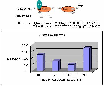Sonicated Chromatin prepared from untreated or 17beta-estradiol (E2) treated MCF7 cells was subjected to the ChIP procedure with ab3765 to PRMT3 and the immunoprecipitated chromatin was analysed in the proximal region of the estrogen-responsive pS2 promoter (as shown above) and quantified by real-time PCR (values are % of inputs). The primers are designed to follow the nucleosome E (including the Estrogen Responsive Element ERE). 10 µl of ab3765 and 2x106 cells were used in each ChIP experiment.