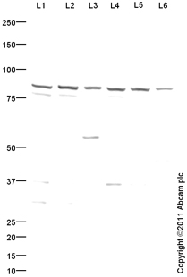 All lanes : Anti-PRMT7 antibody (ab104845) at 1 µg/mlLane 1 : HeLa (Human epithelial carcinoma cell line) Whole Cell LysateLane 2 : HeLa (Human epithelial carcinoma cell line) Nuclear Lysate Lane 3 : HepG2 (Human hepatocellular liver carcinoma cell line) Whole Cell LysateLane 4 : HEK293 (Human embryonic kidney cell line) Whole Cell LysateLane 5 : U2OS (Human osteosarcoma cell line) Whole Cell Lysate Lane 6 : MCF7 (Human breast adenocarcinoma cell line) Whole Cell LysateLysates/proteins at 10 µg per lane.SecondaryGoat Anti-Rabbit IgG H&L (HRP) preadsorbed (ab97080) at 1/5000 dilutiondeveloped using the ECL techniquePerformed under reducing conditions.
