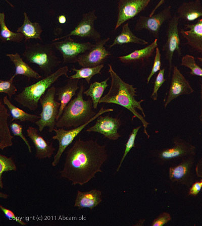 ab104845 stained HeLa cells. The cells were 4% formaldehyde fixed (10 min) and then incubated in 1%BSA / 10% normal goat serum / 0.3M glycine in 0.1% PBS-Tween for 1h to permeabilise the cells and block non-specific protein-protein interactions. The cells were then incubated with the antibody ab104845 at 5µg/ml overnight at +4°C. The secondary antibody (green) was DyLight® 488 goat anti- rabbit (ab96899) IgG (H+L) used at a 1/1000 dilution for 1h. Alexa Fluor® 594 WGA was used to label plasma membranes (red) at a 1/200 dilution for 1h. DAPI was used to stain the cell nuclei (blue) at a concentration of 1.43µM. This antibody also gave a positive result in formaldehyde (4%, 10min) fixed Hek293, HepG2, MCF-7 cells at 5ug/ml, and also in Methanol (100%, 5min) fixed HeLa, Hek293, HepG2,and MCF-7 cell types at 5ug/ml.