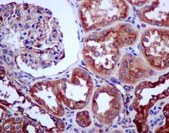 Immunohistochemical analysis of paraffin-embedded Human kidney tissue labeling Proapoptotic Caspase Adaptor Protein with ab181205 at 1/250 dilution. The slide is counterstained with Hematoxylin.