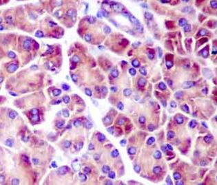 Immunohistochemical analysis of paraffin-embedded Human pancreas tissue labeling Proapoptotic Caspase Adaptor Protein with ab181205 at 1/250 dilution. The slide is counterstained with Hematoxylin.