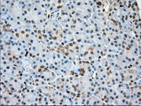 ab118984 at 1/50 dilution staining Profilin 1 in Paraffin-embedded Human Pancreas tissue by Immunohistochemistry.