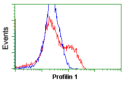 ab118984 at 1/100 dilution staining Profilin 1 in HEK293T cells transfected with either pCMV6-ENTRY Profilin 1 overexpressing plasmid (Red) or empty vector control plasmid (Blue) by flow cytometry.