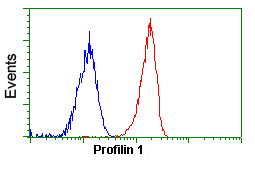 ab118984 at 1/100 dilution staining Profilin 1 in Jurkat cells by Flow cytometry (Red) compared to a nonspecific negative control antibody (Blue).