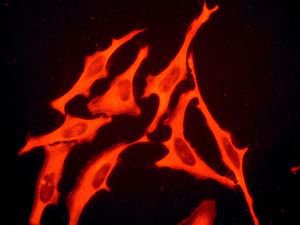 ab124904, at 1/250 dilution, staining Profilin 1 in HeLa cells by Immunofluorescence.