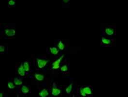 Prohibitin antibody (ab55618) used in immunofluorescence at 1-5ug/ml on HeLa cells.