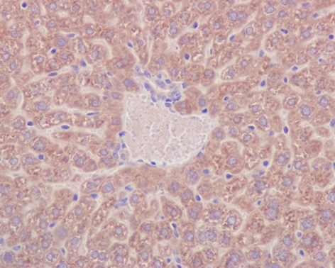 Immunohistochemistry (Formalin/PFA-fixed paraffin-embedded sections) analysis of mouse liver tissue labelling Prohibitin with ab75766 at 1/250.