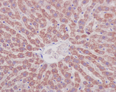 Immunohistochemistry (Formalin/PFA-fixed paraffin-embedded sections) analysis of rat liver tissue labelling Prohibitin with ab75766 at 1/250.