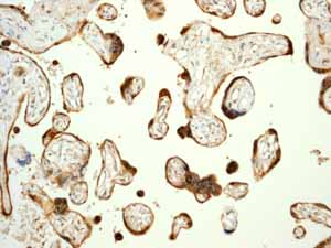 Immunohistochemistry (Formalin/PFA-fixed paraffin-embedded sections) analysis of normal placenta tissue labelling Prohibitin with ab75766.