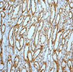 Immunohistochemistry (Formalin/PFA-fixed paraffin-embedded sections) analysis of human kidney tissue labelling Prohibitin with ab75766 at 1/250.