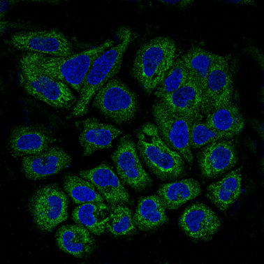 Immunocytochemistry/Immunofluorescence analysis of HeLa cells labelling Prohibitin with ab75766 at 1/100. An Alexa Fluor® 488-conjugated anti-rabbit IgG was used as the secondary antibody.