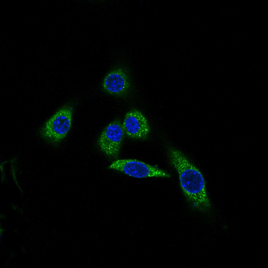 Immunocytochemistry/Immunofluorescence analysis of NIH-3T3 cells labelling Prohibitin with ab75766 at 1/100. An Alexa Fluor® 488-conjugated anti-rabbit IgG was used as the secondary antibody.