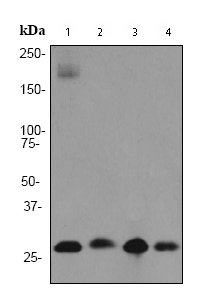All lanes : Anti-Prohibitin antibody [EP2804Y] - Mitochondrial Marker (ab75771) at 1/1000 dilutionLane 1 : MCF-7 cell lysatesLane 2 : PC-12 cell lysatesLane 3 : A431 cell lysatesLane 4 : Ramos cell lysatesLysates/proteins at 10 µg per lane.SecondaryHRP labelled goat anti-rabbit at 1/2000 dilution