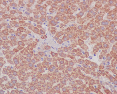 Immunohistochemistry (Formalin/PFA-fixed paraffin-embedded sections) analysis of rat liver tissue labelling Prohibitin with ab75771 at 1/250.
