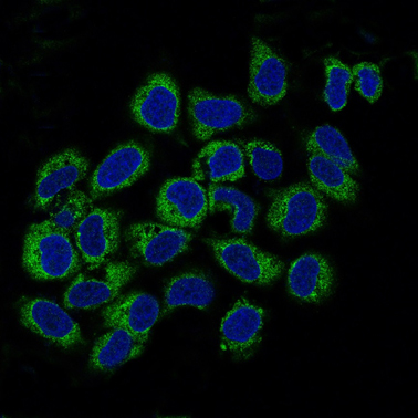 Immunocytochemistry/Immunofluorescence analysis of HeLa cells labelling Prohibitin with ab75711 at 1/250. An Alexa Fluor® 488-conjugated anti-rabbit IgG was used as the secondary antibody.