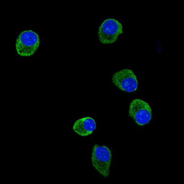 Immunocytochemistry/Immunofluorescence analysis of Neuro-2a cells labelling Prohibitin with ab75711 at 1/250. An Alexa Fluor® 488-conjugated anti-rabbit IgG was used as the secondary antibody.