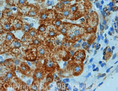 IHC image of Prohibitin staining in human liver FFPE section, performed on a BondTM system using the standard protocol F. The section was pre-treated using heat mediated antigen retrieval with sodium citrate buffer (pH6, epitope retrieval solution 1) for 20 mins. The section was then incubated with ab28172, 5µg/ml, for 8 mins at room temperature and detected using an HRP conjugated compact polymer system. DAB was used as the chromogen. The section was then counterstained with haematoxylin and mounted with DPX.