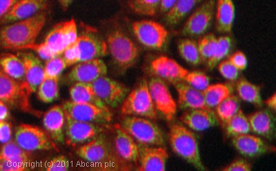 ICC/IF image of ab28172 stained MCF7 cells. The cells were 100% methanol fixed (5 min) and then incubated in 1%BSA / 10% normal goat serum / 0.3M glycine in 0.1% PBS-Tween for 1h to permeabilise the cells and block non-specific protein-protein interactions. The cells were then incubated with the antibody (ab28172, 5µg/ml) overnight at +4°C. The secondary antibody (green) was DyLight® 488 goat anti-rabbit IgG - H&L, pre-adsorbed (ab96899) used at a 1/250 dilution for 1h. Alexa Fluor® 594 WGA was used to label plasma membranes (red) at a 1/200 dilution for 1h. DAPI was used to stain the cell nuclei (blue) at a concentration of 1.43µM.