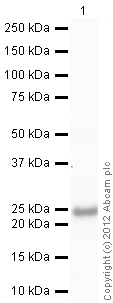 Anti-Prolactin antibody (ab103617) at 1/500 dilution + Human Prolactin full length protein (ab51703) at 0.1 µgSecondaryGoat Anti-Rabbit IgG H&L (HRP) preadsorbed (ab97080) at 1/5000 dilutiondeveloped using the ECL techniquePerformed under reducing conditions.Exposure time : 90 seconds