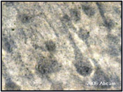 ab6199 at a 1/500 dilution staining rat brain tissue sections by Immunohistochemistry (Formalin-fixed paraffin-embedded sections). The tissue section was paraformaldehyde fixed and blocked with 2% BSA prior to incubation with the antibody for 24 hours. Bound antibody was detected using a biotinylated goat anti-rabbit IgG antibody. This image is courtesy of an Abreview submitted by Grazyna Niewiadomska.See Abreview