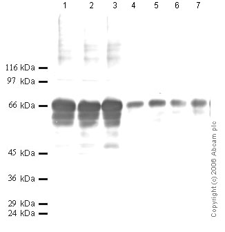 Lanes 1 - 6 :  Anti-Proprotein Convertase 2 antibody - Aminoterminal end (ab28571) at 1/1000 dilutionLane 7 : Lane 1 : DU 145 Conditioned Media SFLane 2 : DU 145 Conditioned Media treated with TPALane 3 : DU 145 Conditioned Media treated with IL1-betaLane 4 : Hs1. Tes Conditioned Media SFLane 5 : Hs1. Tes Conditioned Media treated with TPALane 6 : Hs1. Tes Conditioned Media treated with IL1-betaLane 7 : Hs1. Tes Conditioned Media treated with TNF-alphaLysates/proteins at 20 µl per lane.