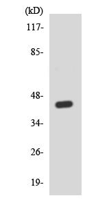 Anti-Prorenin antibody (ab138061) at 1/500 dilution + HepG2 cell lysate at 30 µg