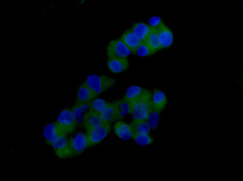 Immunofluorescent analysis of 4% paraformaldehyde-fixed HepG2 cells labeling Prostaglandin D Synthase (Lipocalin) with ab182141 at 1/100 dilution, followed by Goat anti rabbit IgG (Alexa Fluor®488) secondary antibody at 1/200 dilution. Counterstained with DAPI.