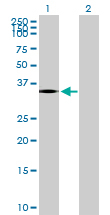 All lanes : Anti-Prostaglandin D2 Receptor antibody (ab167348) at 1 µg/mlLane 1 : Prostaglandin D2 Receptor transfected 293T cell line lysateLane 2 : Non-transfected 293T cell line lysateLysates/proteins at 15 µl per lane.
