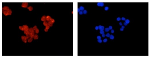 Immunofluorescent analysis of SW480 cells labeling Prostaglandin dehydrogenase 1 with ab187160 at 1/250 and DAPI staining (blue).
