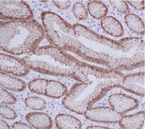 Immunohistochemical analysis of paraffin embedded Human stomach tissue labeling Prostaglandin dehydrogenase 1 with ab187160 at 1/4000 with a prediluted HRP Polymer for Rabbit IgG as secondary antibody.