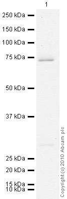 Anti-Prostaglandin E Receptor EP4 antibody (ab45295) at 1 µg/ml + Ramos (Human Burkitt's lymphoma cell line) Whole Cell Lysate at 20 µgSecondaryGoat polyclonal to Rabbit IgG - H&L - Pre-Adsorbed (HRP) at 1/3000 dilutionPerformed under reducing conditions.