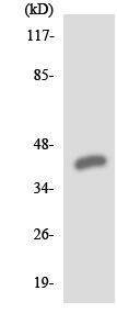Anti-Prostaglandin I2 Receptor antibody (ab137954) at 1/500 dilution + HUVEC cell lysate at 30 µg