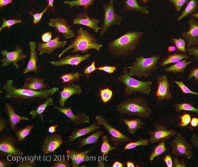 ICC/IF image of ab101226 stained HeLa cells. The cells were 4% formaldehyde fixed (10 min) and then incubated in 1%BSA / 10% normal goat serum / 0.3M glycine in 0.1% PBS-Tween for 1h to permeabilise the cells and block non-specific protein-protein interactions. The cells were then incubated with the antibody ab101226 at 5µg/ml overnight at +4°C. The secondary antibody (green) was DyLight® 488 goat anti- rabbit (ab96899) IgG (H+L) used at a 1/1000 dilution for 1h. Alexa Fluor® 594 WGA was used to label plasma membranes (red) at a 1/200 dilution for 1h. DAPI was used to stain the cell nuclei (blue) at a concentration of 1.43µM. This antibody also gave a positive result in formaldehyde fixed (4%, 10min) Hek293, HepG2, amd MCF-7 cells at 5ug/ml.