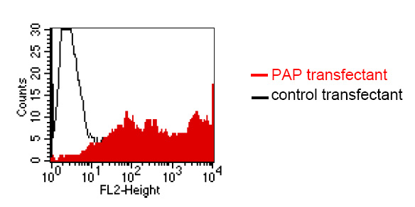 Ab 61707 staining of BOSC23 cells transiently transfected with an expression vector encoding either PAP (red curve) or an irrelevantprotein (control transfectant: black curve). Binding of ab61707 was detected with a PE-conjugated secondary antibody. A positivesignal was obtained only with PAP transfected cells