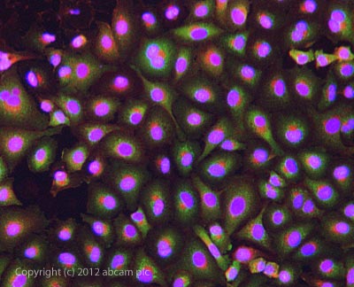 ab90716 stained A549 cells. The cells were 4% formaldehyde fixed (10 min) and then incubated in 1%BSA / 10% normal goat serum / 0.3M glycine in 0.1% PBS-Tween for 1h to permeabilise the cells and block non-specific protein-protein interactions. The cells were then incubated with the antibody ab90716 at 5µg/ml overnight at +4°C. The secondary antibody (green) was DyLight® 488 goat anti- rabbit (ab96899) IgG (H+L) used at a 1/1000 dilution for 1h. Alexa Fluor® 594 WGA was used to label plasma membranes (red) at a 1/200 dilution for 1h. DAPI was used to stain the cell nuclei (blue) at a concentration of 1.43µM.