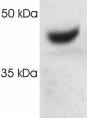 Western blot of proteasome 19S subunit S7 on HeLa cell lysate using ab3322.