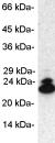 Western blot of proteasome 20S LMP2 in 50 ug mouse embryo fibroblast cell extract using ab3328.