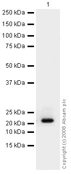 Anti-Proteasome 20S LMP2 antibody (ab42987) at 0.5 µg/ml + A431 (Human epithelial carcinoma cell line) Whole Cell Lysate at 10 µgSecondaryGoat polyclonal to Rabbit IgG - H&L - Pre-Adsorbed (HRP) at 1/3000 dilutionPerformed under reducing conditions.