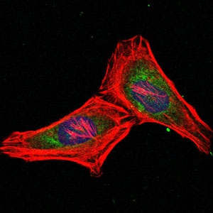 ab119959 at 1/200 dilution staining Proteasome 20S LMP7 in HeLa cells by Immunofluorescence (green). Blue: DRAQ5 fluorescent DNA dye. Red: Actin filaments have been labeled with Alexa Fluor-555 phalloidin.