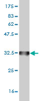 Western blot against tagged recombinant protein immunogen using ab57803 GPR154 antibody at 1ug/ml.